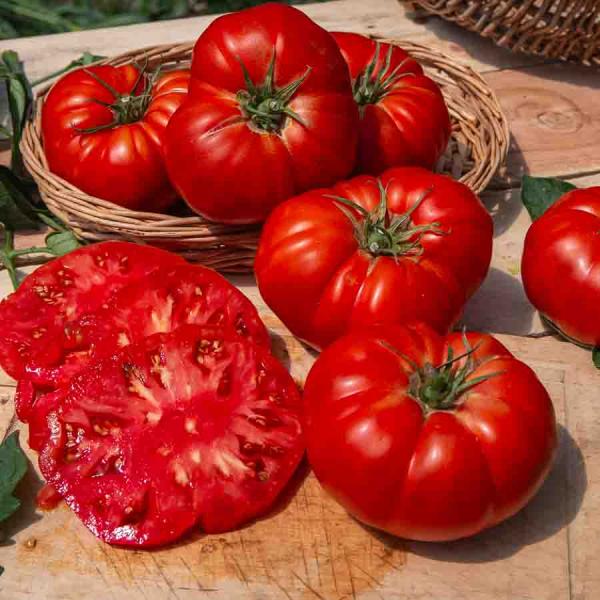 Potagères - Tomate Marmande VR - face recto